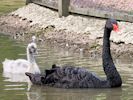 Black Swan (WWT Slimbridge June 2011) - pic by Nigel Key